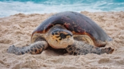 Hawksbill Turtle (Eretmochelys imbricata) crawling up the east end of Anse Bazarca beach on Mahe Island in Seychelles Hawksbill Turtle (Eretmochelys imbricata) crawling up the east end of Anse Bazarca beach on Mahe Island in Seychelles