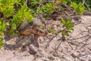 Hawksbill Turtle (Eretmochelys imbricata) starting her journey back to the sea at Mahé Islands Anse Bazarca, Seychelles Hawksbill Turtle (Eretmochelys imbricata) starting her journey back to the sea at Mahé Islands Anse Bazarca, Seychelles