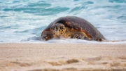 Hawksbill Turtle (Eretmochelys imbricata) in the surf at Anse Bazarca beach on Mahe Island in Seychelles Hawksbill Turtle (Eretmochelys imbricata) in the surf at Anse Bazarca beach on Mahe Island in Seychelles