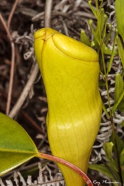 Seychelles Pitcher Plant (Nepenthes pervillei) with a closed pitfall trap near the Glacis Trois Frères Trail, Seychelles Seychelles Pitcher Plant (Nepenthes pervillei) with a closed pitfall trap near the Glacis Trois Frères Trail, Seychelles