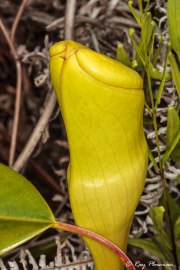 Seychelles Pitcher Plant (Nepenthes pervillei) with a closed pitfall trap near the Glacis Trois Frères Trail, Seychelles Seychelles Pitcher Plant (Nepenthes pervillei) with a closed pitfall trap near the Glacis Trois Frères Trail, Seychelles