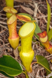 Seychelles Pitcher Plants (Nepenthes pervillei) with open pitfall traps at Glacis Trois Frères in Seychelles Seychelles Pitcher Plants (Nepenthes pervillei) with open pitfall traps at Glacis Trois Frères in Seychelles