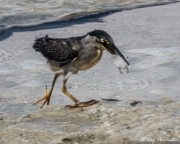 Striated Heron (Butorides striata degens) fishing on the shoreline at Anse Bazarca on Mahé in Seychelles Striated Heron (Butorides striata degens) fishing on the shoreline at Anse Bazarca on Mahé in Seychelles