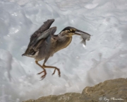 Striated Heron (Butorides striata degens) with catch avoiding the waves on shoreline at Anse Bazarca in Seychelles Striated Heron (Butorides striata degens) with catch avoiding the waves on shoreline at Anse Bazarca in Seychelles