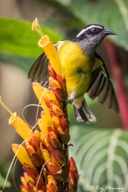 Bananaquit (Coereba flaveola) on Sanchezia (Sanchezia parvibracteata) flower at Asa Wright Nature Centre in Trinidad Bananaquit (Coereba flaveola) on Sanchezia (Sanchezia parvibracteata) flower at Asa Wright Nature Centre in Trinidad