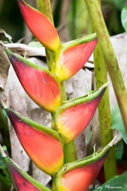 Bastard Plantain (Heliconia bihai) along the Discovery Trail at Asa Wright Nature Centre in Trinidad Bastard Plantain (Heliconia bihai) along the Discovery Trail at Asa Wright Nature Centre in Trinidad
