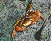 Manicou Crab (Eudaniela garmani) near entrance to Oilbird Cave at Asa Wright Nature Centre, Trinidad Manicou Crab (Eudaniela garmani) near entrance to Oilbird Cave at Asa Wright Nature Centre, Trinidad