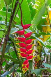 Pendant Heliconia (Heliconia rostrata) along the Discovery Trail at Asa Wright Nature Centre in Trinidad Pendant Heliconia (Heliconia rostrata) along the Discovery Trail at Asa Wright Nature Centre in Trinidad