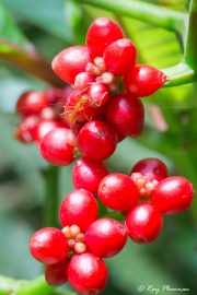 Robusta Coffee (Coffea canephora), Cherries and Ant along the Chaconia Trail at Asa Wright Nature Centre in Trinidad Robusta Coffee (Coffea canephora), Cherries and Ant along the Chaconia Trail at Asa Wright Nature Centre in Trinidad