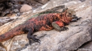 Galapagos Marine Iguana (Amblyrhynchus cristatus venustissimus) on the rocks at Punta Suarez, Espanola Island Galapagos Marine Iguana (Amblyrhynchus cristatus venustissimus) on the rocks at Punta Suarez, Espanola Island