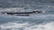 Southern Right Whale (Eubalaena australis) cow and calf feeding close to Logans Beach at Warrnambool in Victoria Southern Right Whale (Eubalaena australis) cow and calf feeding close to Logans Beach at Warrnambool in Victoria