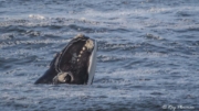 Southern Right Whale (Eubalaena australis) spy-hopping close to Logan’s Beach at Warrnambool in Victoria Southern Right Whale (Eubalaena australis) spy-hopping close to Logan’s Beach at Warrnambool in Victoria