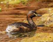 Australasian Grebe (Tachybaptus novaehollandiae) swimming in a waterhole at Ormistion Gorge in West MacDonnell National Park Australasian Grebe (Tachybaptus novaehollandiae) swimming in a waterhole at Ormiston Gorge in West MacDonnell National Park