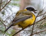 Golden Whistler (Pachycephala pectoralis youngi) male at Ker-Bur-Rer Walk, The Briars Wildlife Sanctuary Golden Whistler (Pachycephala pectoralis youngi) male at Ker-Bur-Rer Walk, The Briars Wildlife Sanctuary