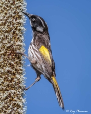 New Holland Honeyeater (Phylidonyris novaehollandiae) feeding on grass-tree nectar at Botanic Gardens Cranbourne New Holland Honeyeater (Phylidonyris novaehollandiae) feeding on grass-tree nectar at Botanic Gardens Cranbourne